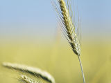BAUER Jean-Maurice - Expo 2018 - Projection 3 - Le blé est prêt à être récolté
