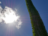 DEBES Adeline - Expo 2018 - Projection 2 - Cactus au soleil