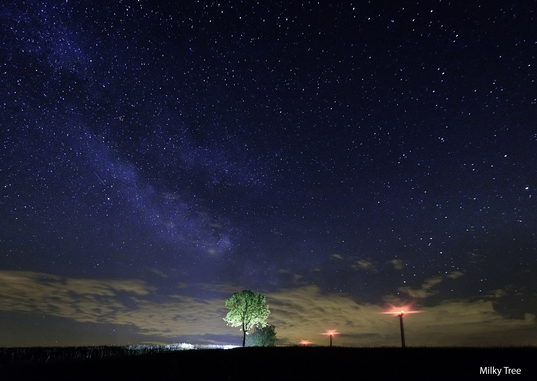 Milky Tree.jpg