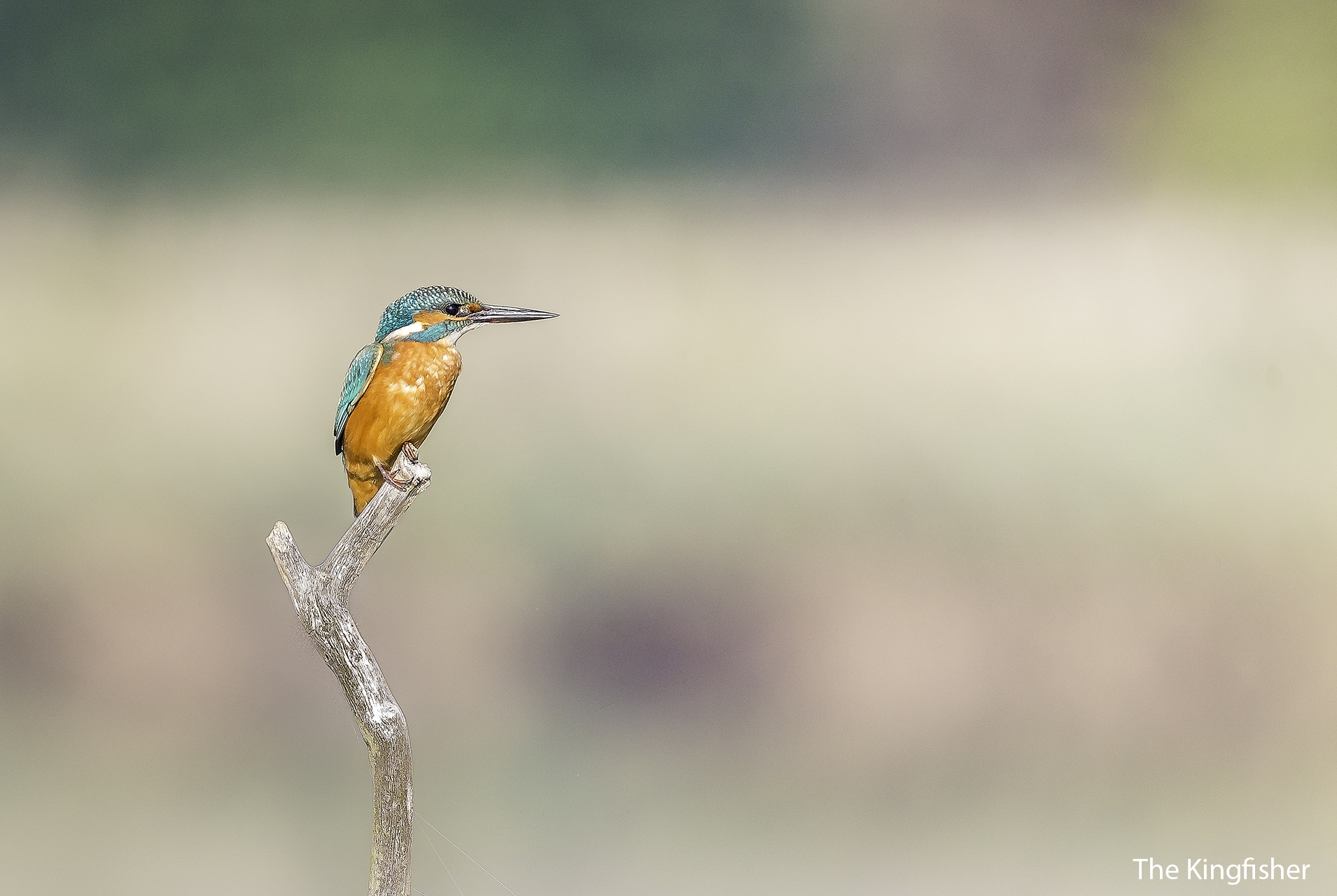 The Kingfisher.jpg